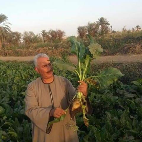 نقيب الفلاحين: مصر تقترب من الاكتفاء الذاتي من السكر