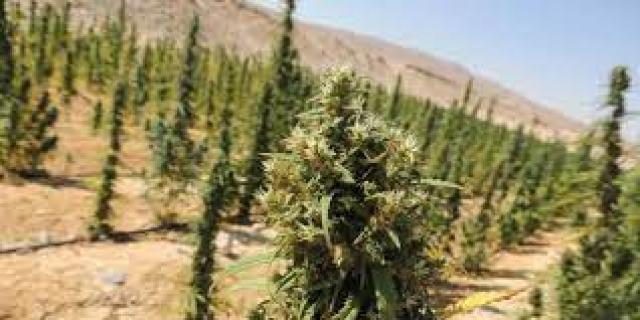 حبس مزارع بالمنوفية زرع أرضة بانجو وسط الذرة