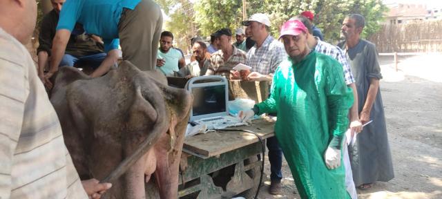 الزراعة: قافلة بيطرية مجانية لعلاج وفحص مواشي صغار المربين بالمنوفية
