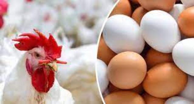 الكيلو بـ 26 جنيها.. تعرف على أسعار الدواجن فى المزارع اليوم