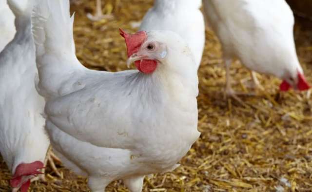 أسعار الفراخ في الأسواق المصرية اليوم الثلاثاء 22 من مارس