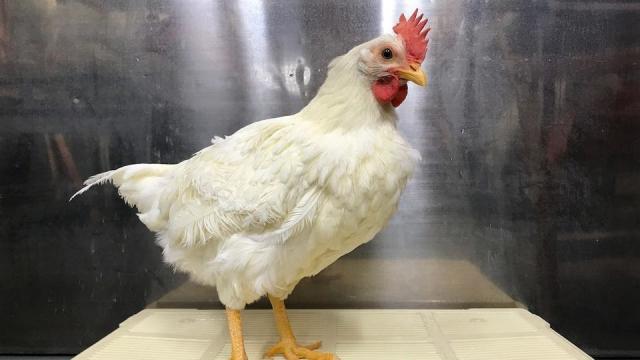 اسعار الدواجن في الأسواق المصرية اليوم الخميس 23 فبراير 2023