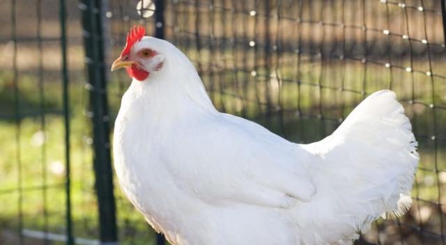 أسعار الدواجن في مصر اليوم الخميس 23 مارس 2023