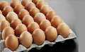 تعرف على سعر كرتونة البيض...