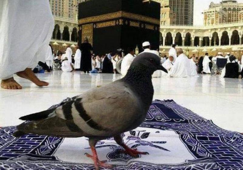 حمام الحمى رمز من رموز السكينة والأمان حول الحرم المكي والمدني