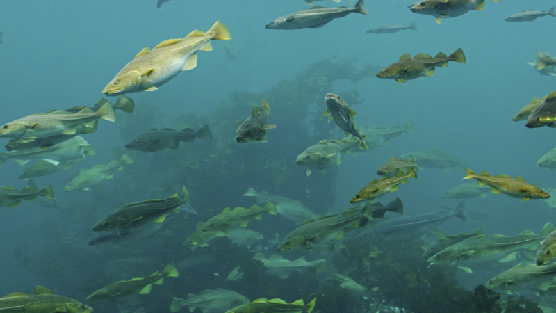 النرويج تشهد أكبر مذبحة بحرية في التاريخ في ساعات قليلة