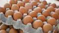 تراجع أسعار البيض بالأسواق اليوم...
