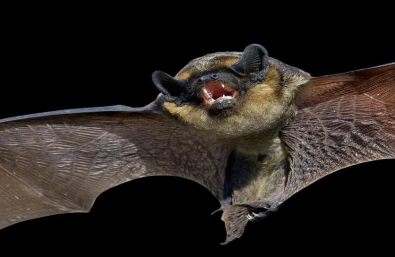 اكتشاف الآلية التي تحمي الخفافيش من الإصابة بالفيروسات