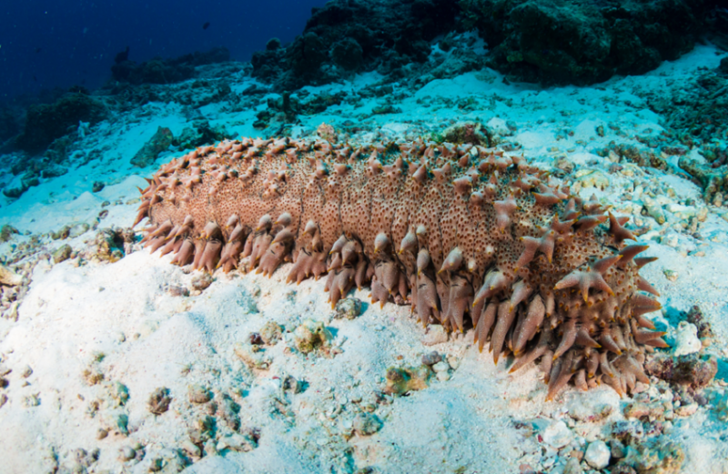 خيار البحر يخفي سلاحا مضادا للسرطان