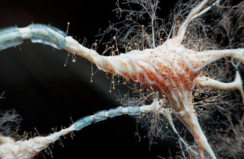 تقدم هام في مكافحة الخرف.. ممارسة ممتعة تعزز الذاكرة وصحة الدماغ